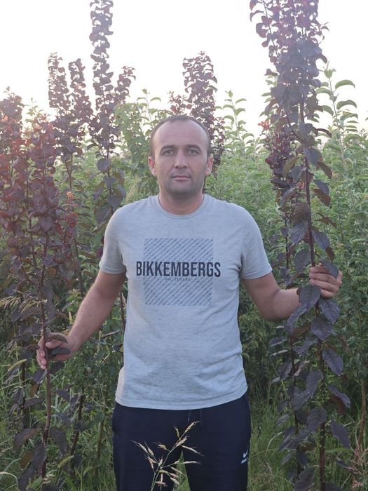 Декоративные деревья