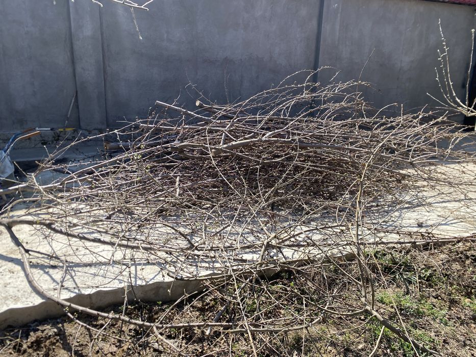 Дрова бесплатно. Отын тегін