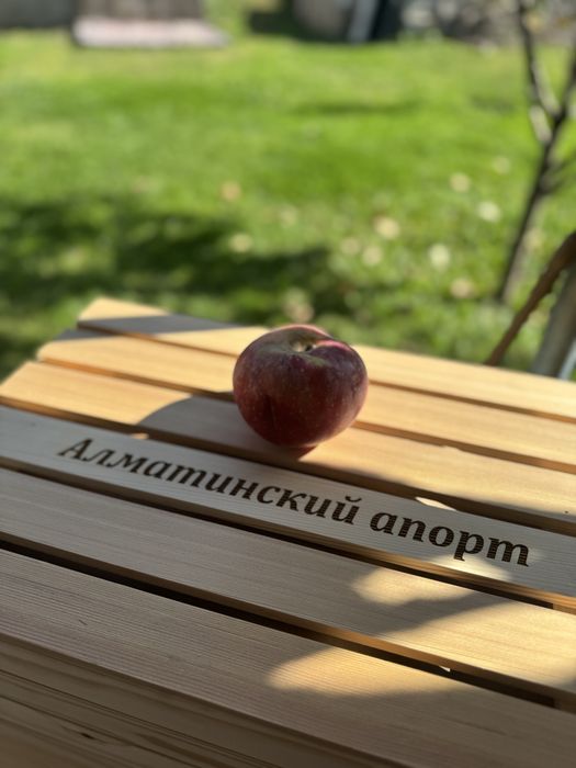 Алматинский апорт. Яблоки Алматы