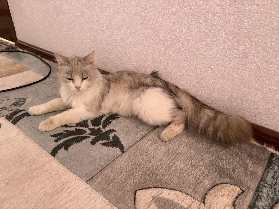 Кошка,мысык в хорошие руки