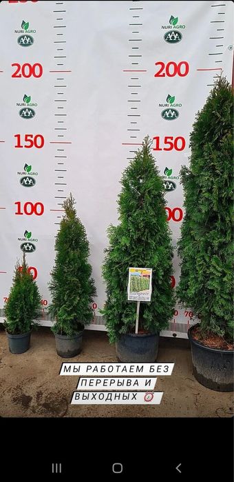 Туя смарагд пиррамидальная