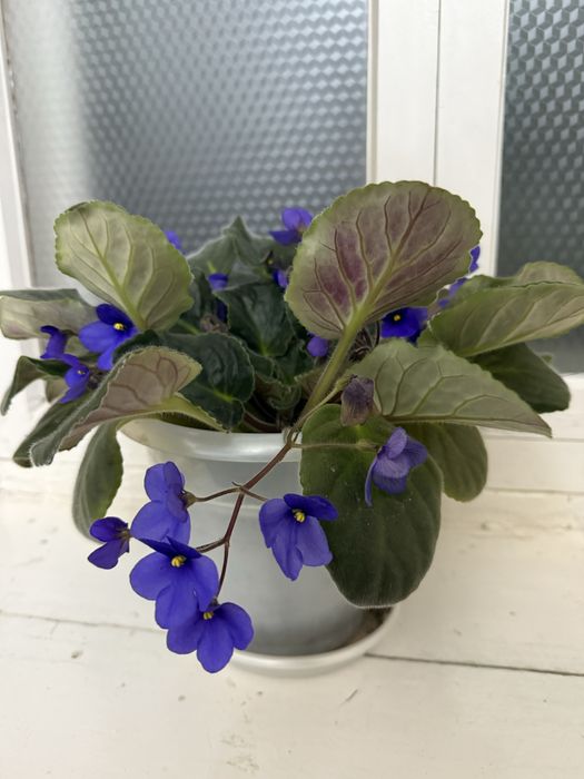 Фиалка комнатная