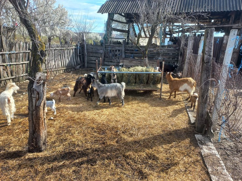 capre cu iezi de vânzare