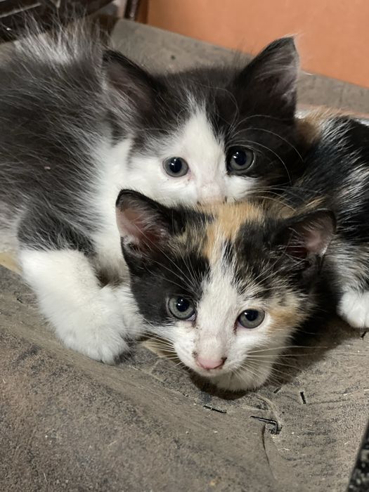 Котята в добрые руки бесплатно