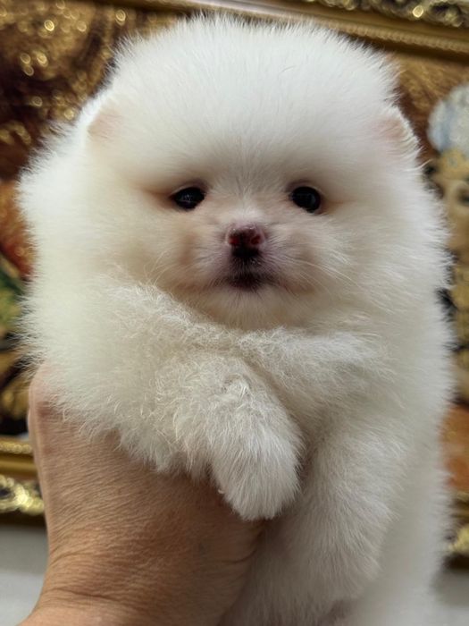 Шикарные малыши шпица