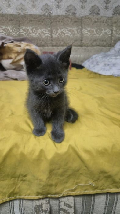 Отдам котят бесплатно