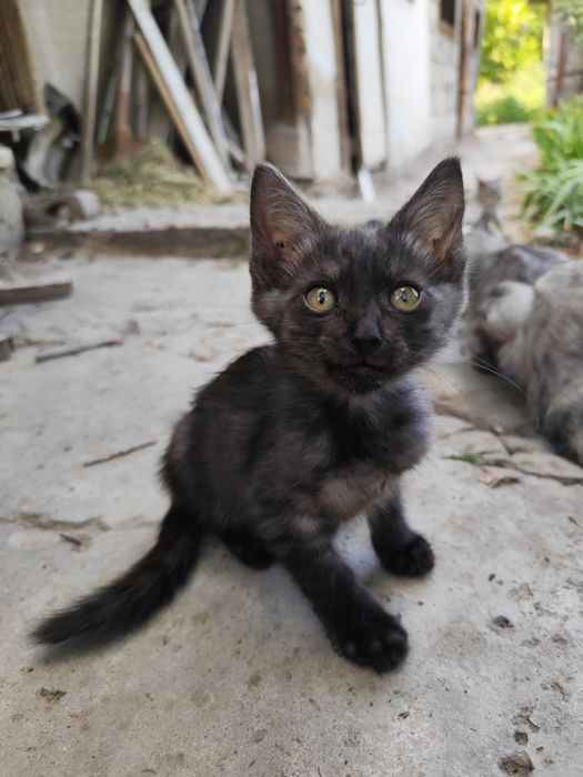 Котята в хорошие руки