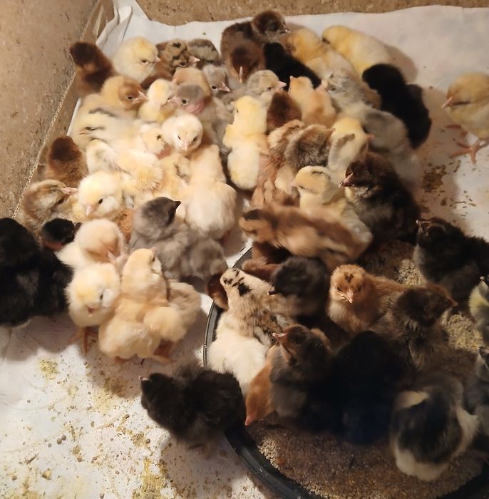 Суточные Домашние цыплята