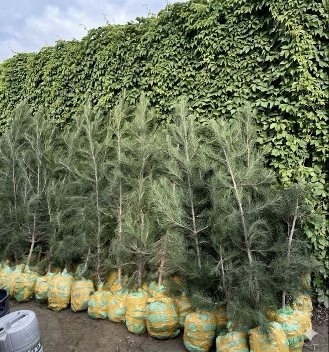 Сосна эльдарская