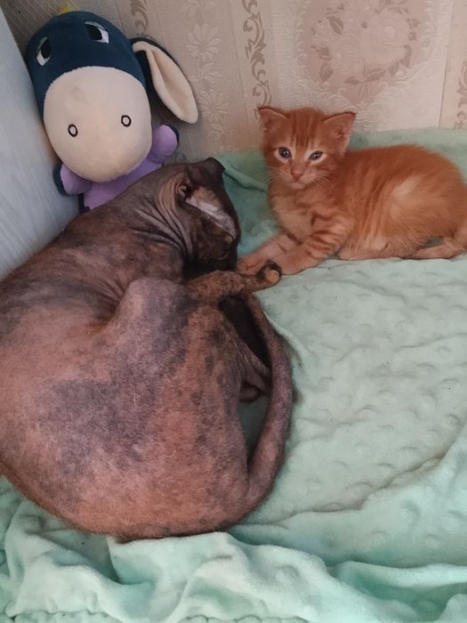 Продаем прилесных котят