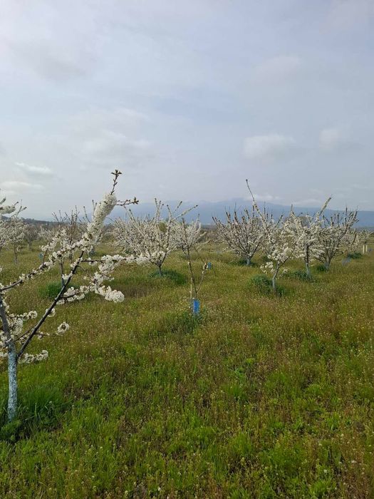 Продавам овощна градина