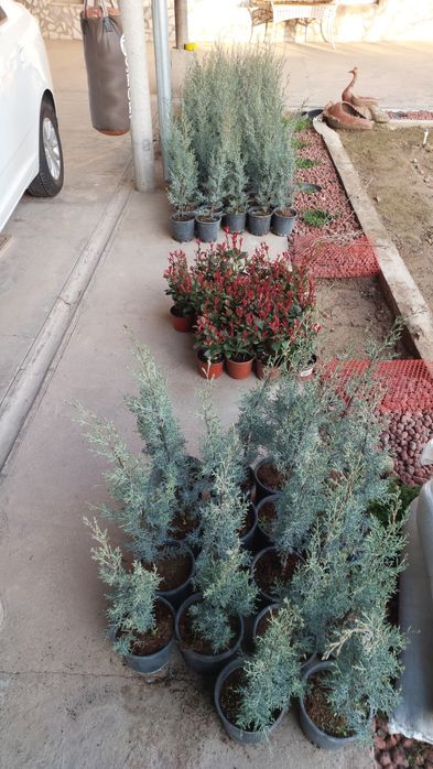 Кипарис Аризоника. 80 - 85 см. ИТАЛИЯ.