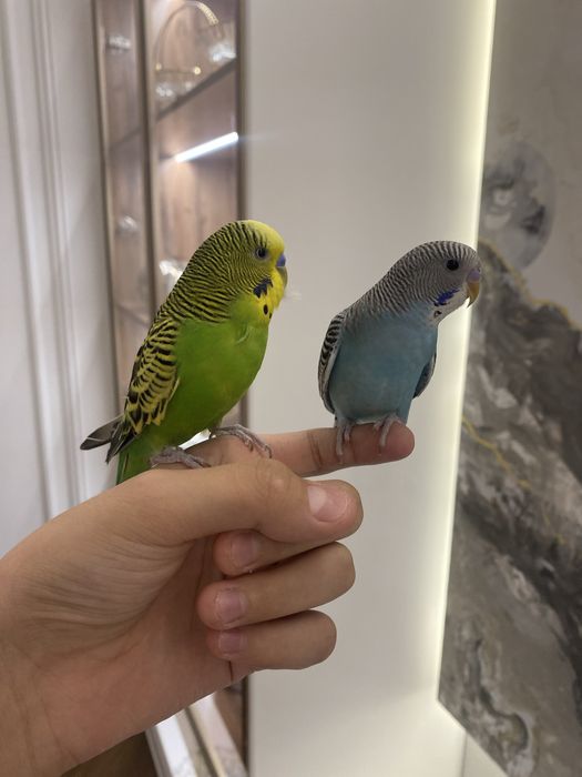 Папугай  ручной волнистый