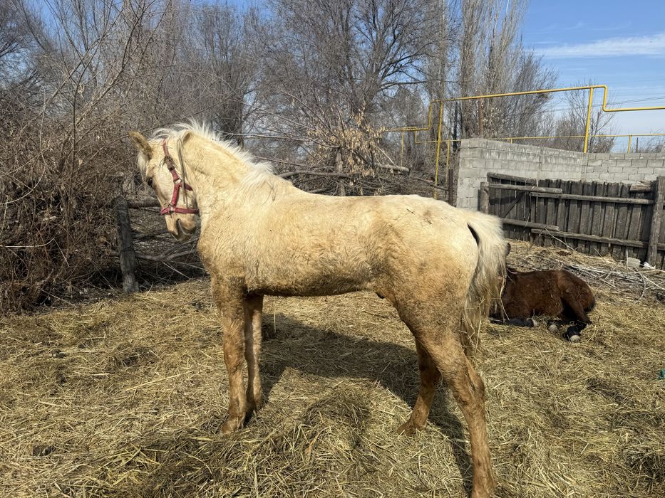 Жылқы сатылат Еркек