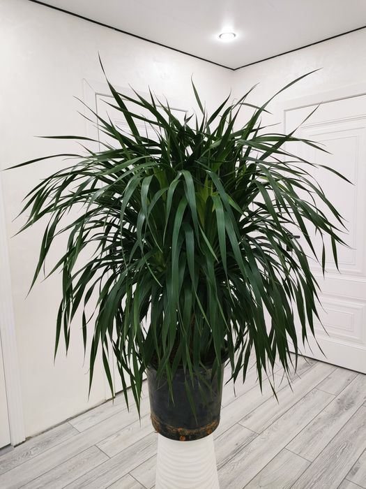 Цветы. Подарки. С доставкой