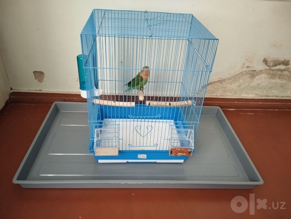 Попугай с клеткой