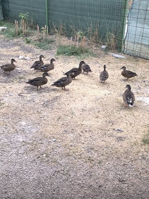 Продавам диви патета