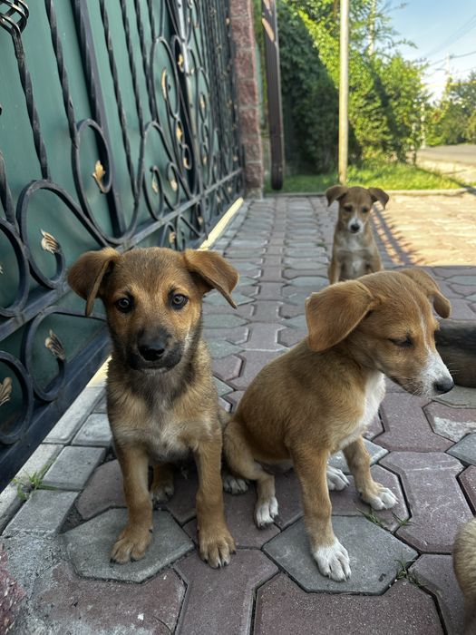 Отдам бесплатно щенят