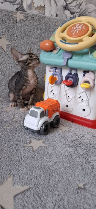 Котята канадского сфинкса