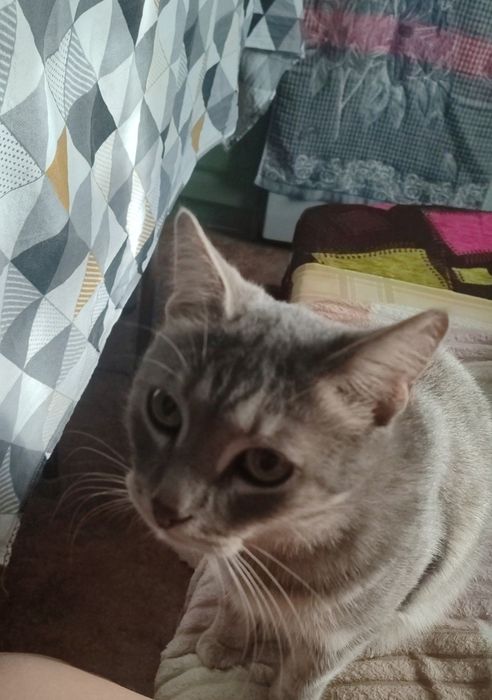 Отдам кота в добрые руки