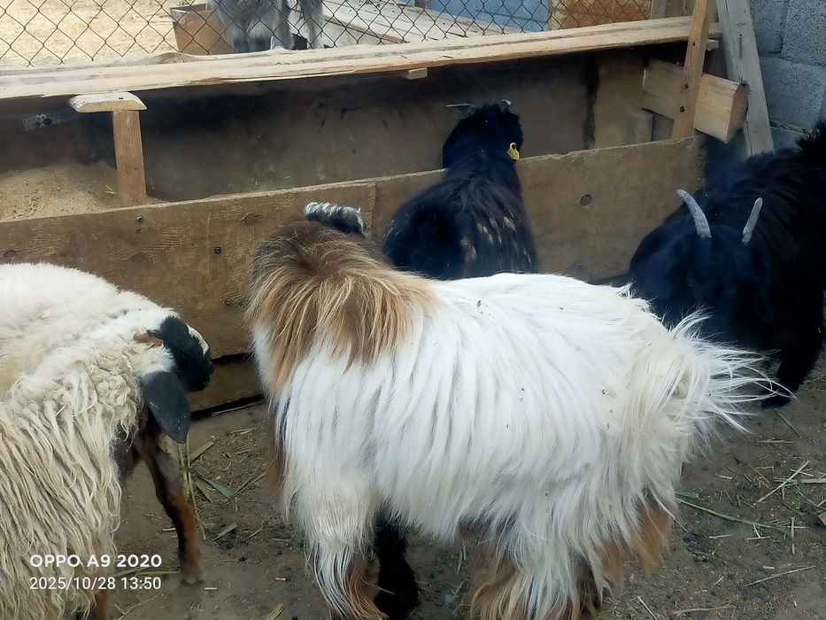 Текелер сатылады