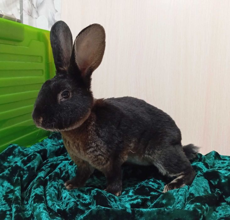 Кролики Рекс разных окрасов.