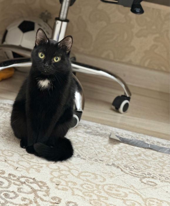 Отдам взрослую кошку