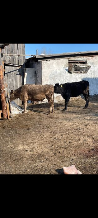 Семиз кашарлар,,