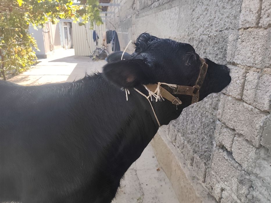 Gunajin sotiladi paroda angus