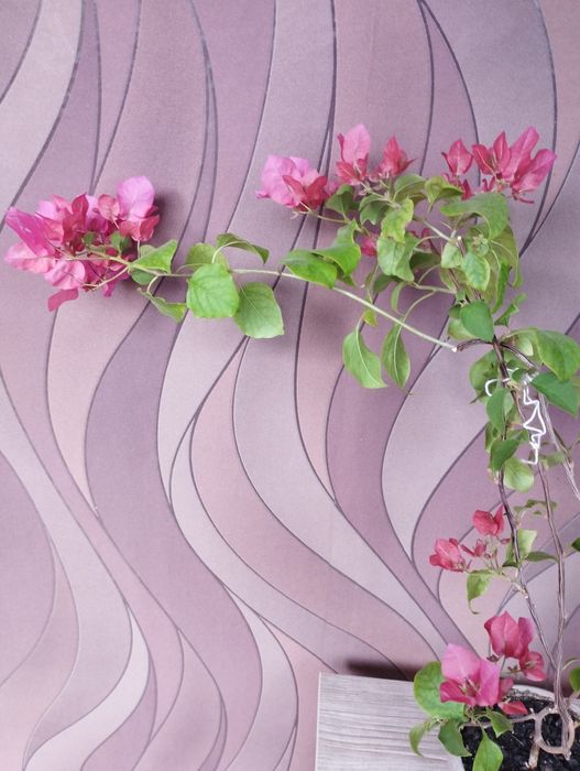 Бугенвиллия розовая