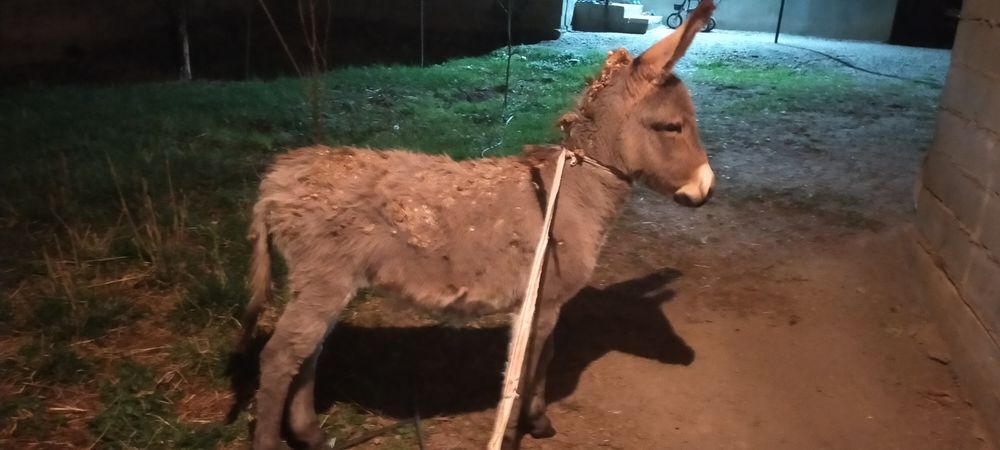 Продам Ослика девочка