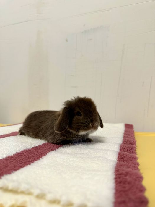 “Farzandingizga mehribon do‘st — Basmala Farm minik quyonlari!”