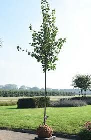 Vand tei arginti la balot și glicina altoita la ghiveci