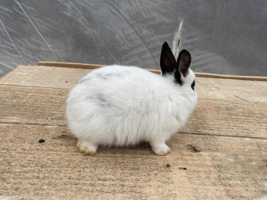 Iepuri de companie pitici, bucuria celor mici