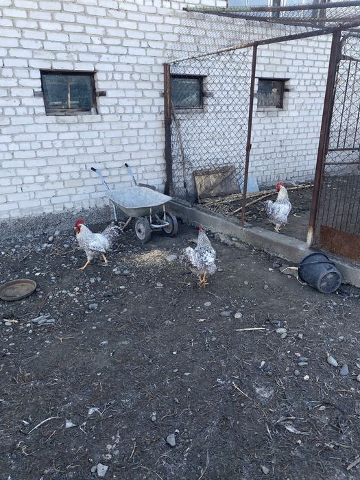 Продаются петухи