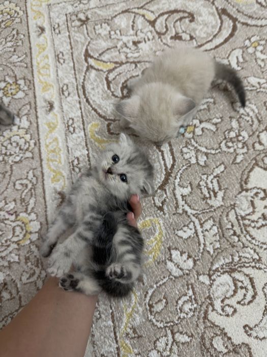 Шотландские котята