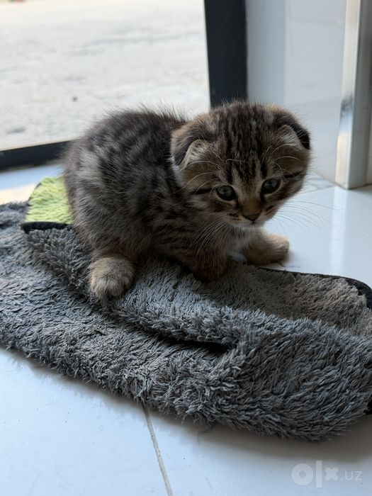 Котята скотиш фолда и скотиш страйта