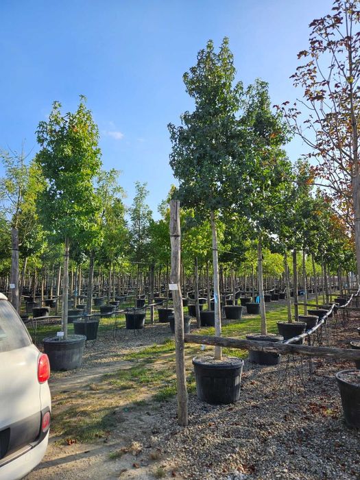 Plante de Pepinieră – Rezistență Maximă în Orice Sol