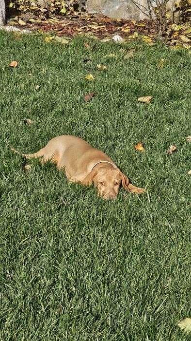 Vizsla maghiara cu pedigree