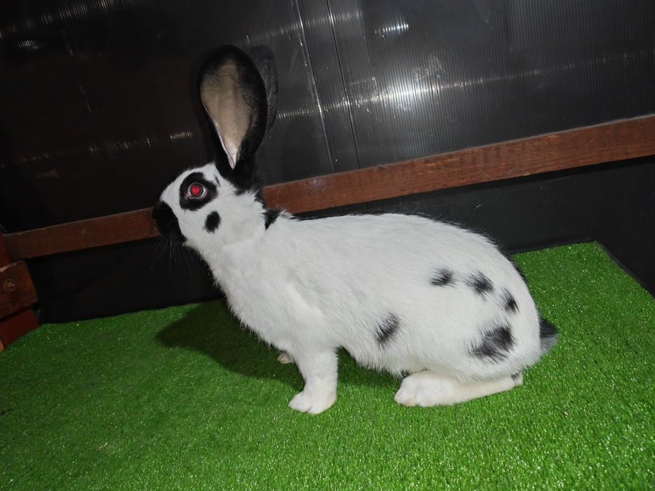 Fluture german tineret