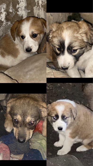 Щенки в добрые руки