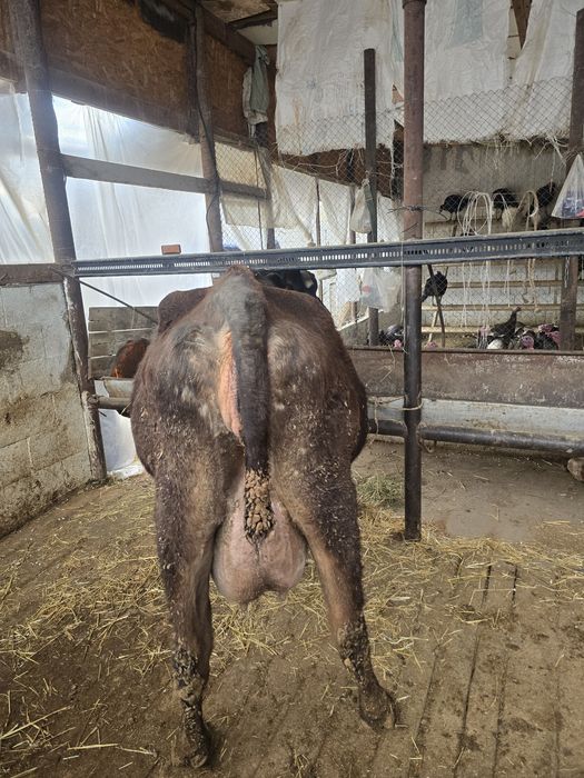 Буаз сиыр сатылады