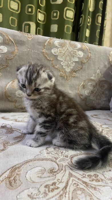 Скоттиш фолды и страйт