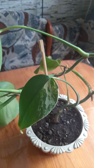 Продаю комнатные растения