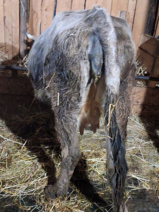 Vând 2 vaci  gestante