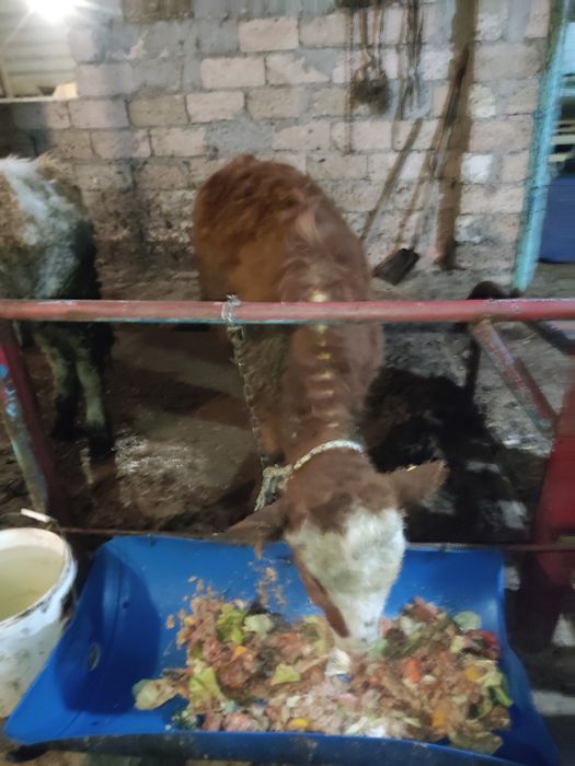 Осы екі баспак сатылады