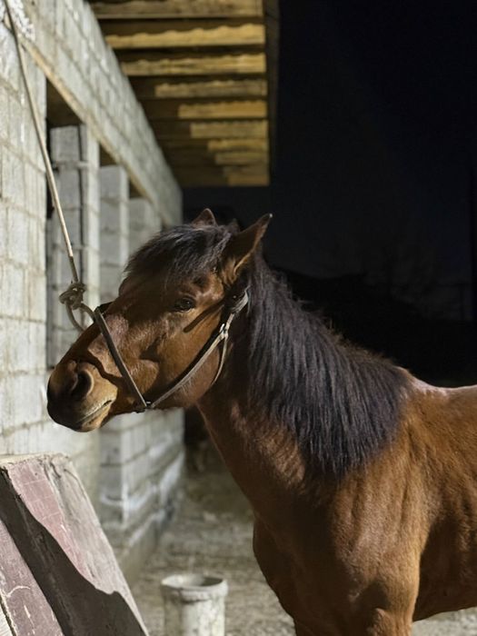 Жылқы ат дөнен айғыр