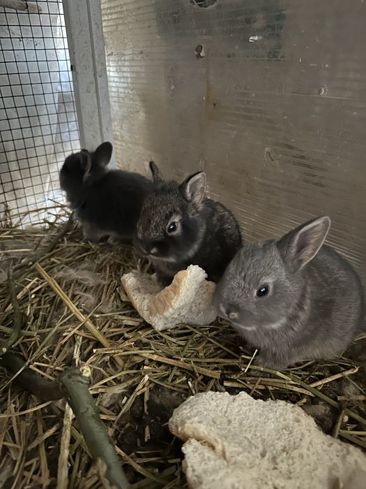 Vand sau schimb iepuri cap de leu si rex pitic