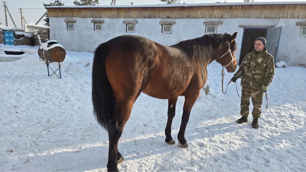 На продаже Жеребец Айгыр 6 лет