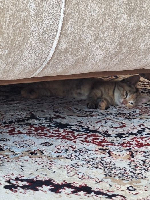 Котенок 2 месяца